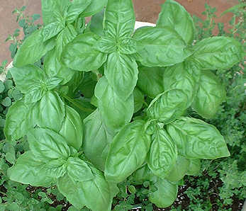 basil_genovese Basil