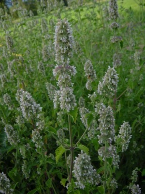 Catnip Catnip