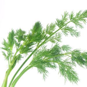 dill_organic Dill