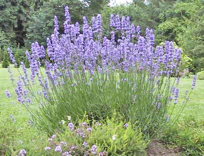 lavender6 Lavender