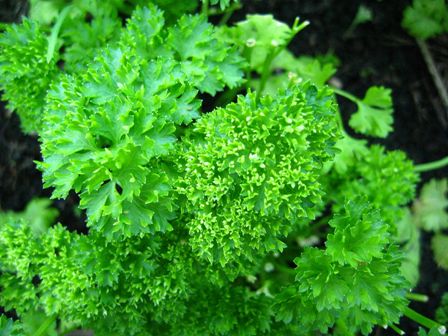 Parsley Parsley