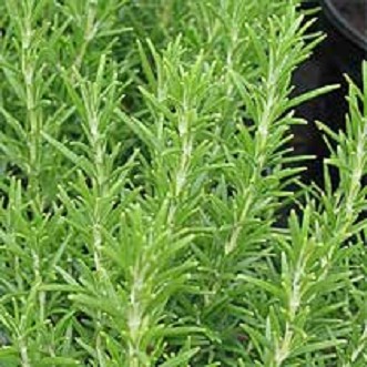 rosemary1 Rosemary