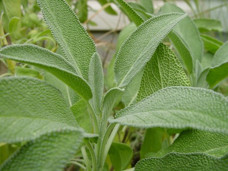 Sage2