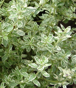 thyme-2 Thyme