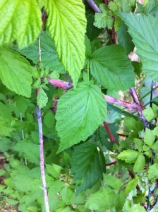 Black Raspberry Vines