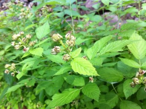 Black Raspberries