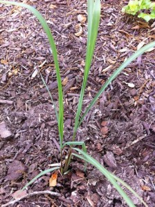 IMG_2298 Lemon Grass