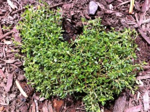 IMG_2299 Creeping Thyme