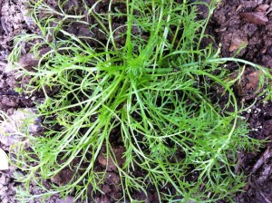 IMG_2300 Roman Chamomile