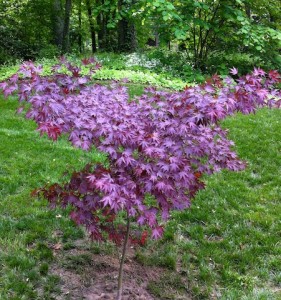 IMG_2308 Japanese Maple