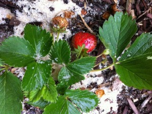 IMG_2312 strawberry
