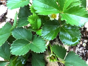 IMG_2315 Strawberry Plant