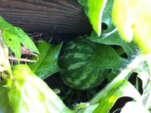 Watermelon