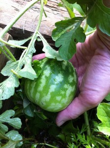 Watermelon in my hand