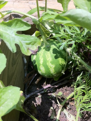 IMG_3016 watermelon