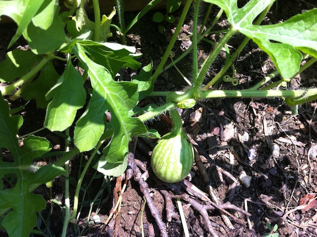 IMG_3017 watermelon