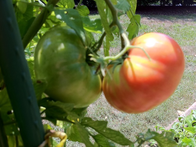 IMG_3024 tomatoes