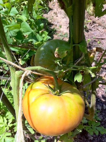 IMG_3026 yellow tomatoes