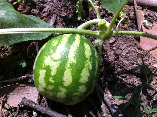 IMG_3033 watermelon
