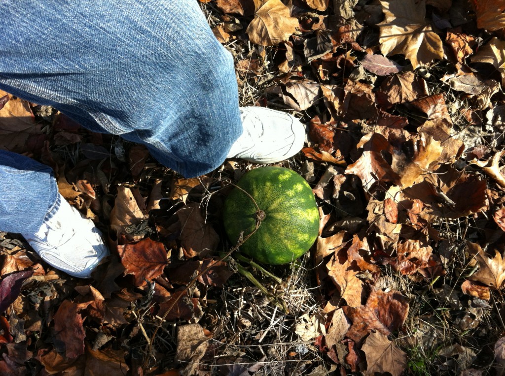 watermelon