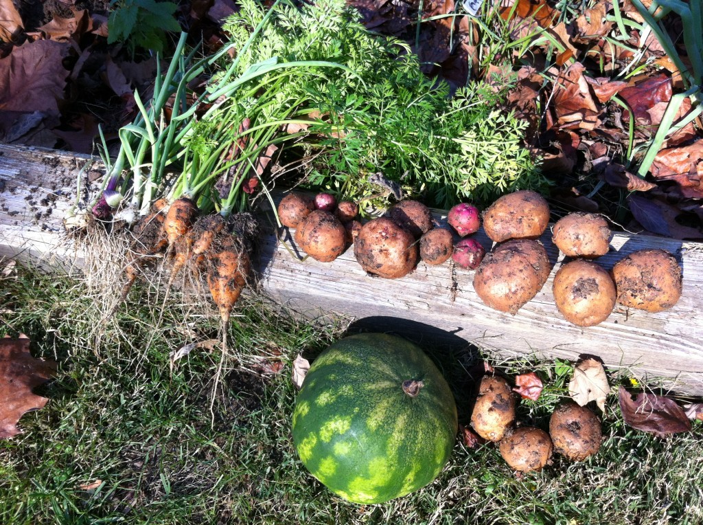 carrots, onions, potatoes, garlic, watermelon