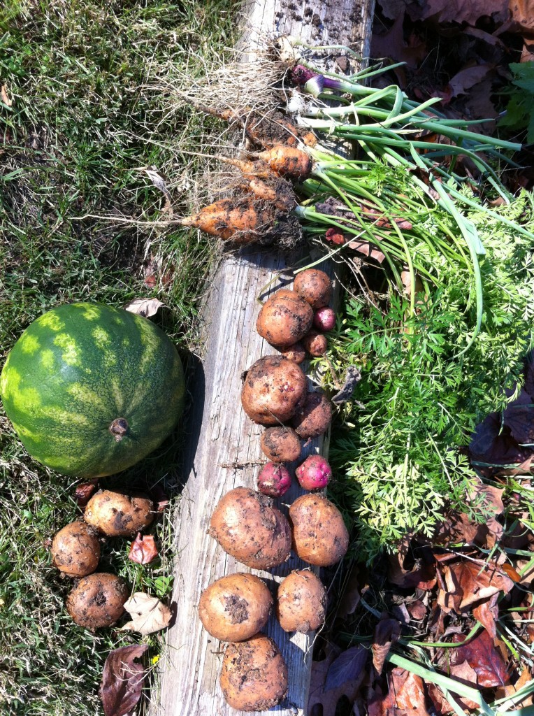 onions, garlic, potatoes, carrots, watermelon