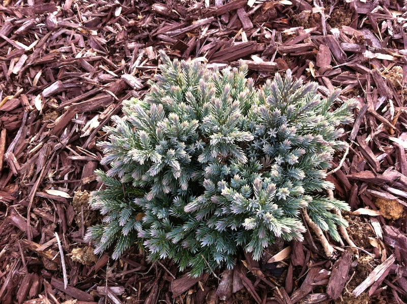 Planted Japanese Yew, Blue Rug Juniper, Blue Star Juniper