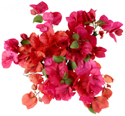 Bougainvillea