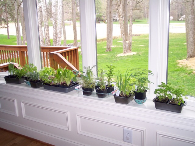 Bought some herbs... - Growing In My GardenGrowing In My Garden