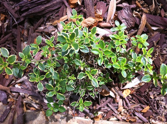 Lemon Thyme - Growing In My GardenGrowing In My Garden