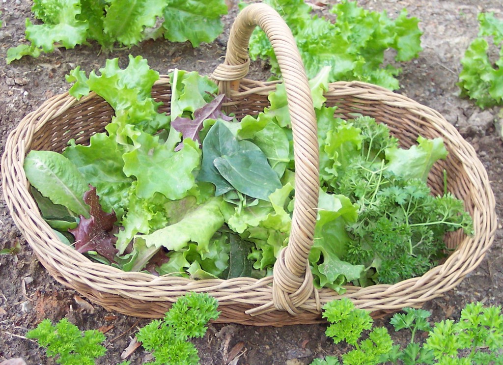 salad basket