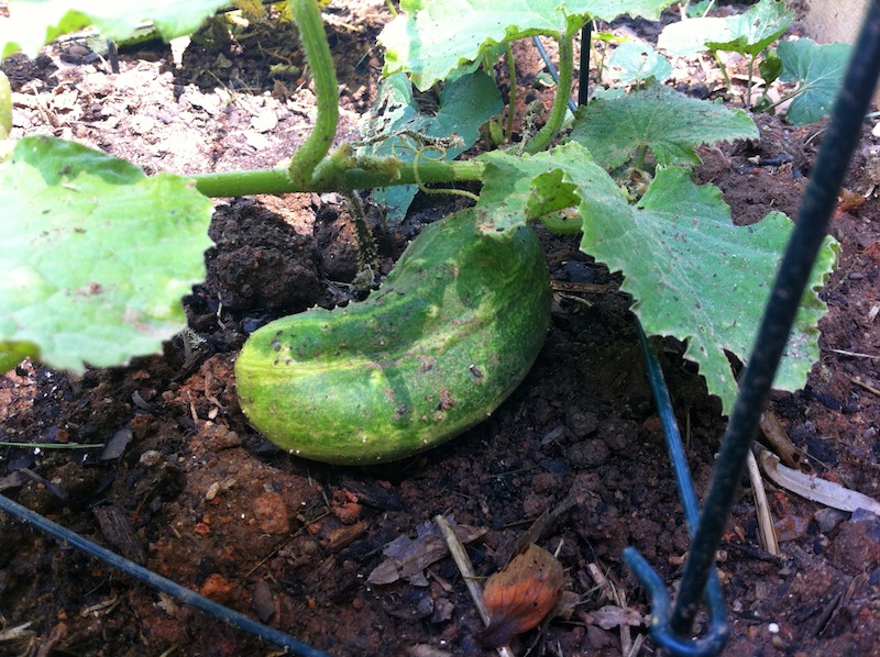 I Have A Cucumber Growing In My GardenGrowing In My Garden