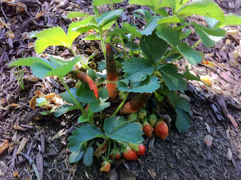 Tubers in the Strawberry Plants?