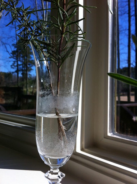 My Rosemary is Rooting