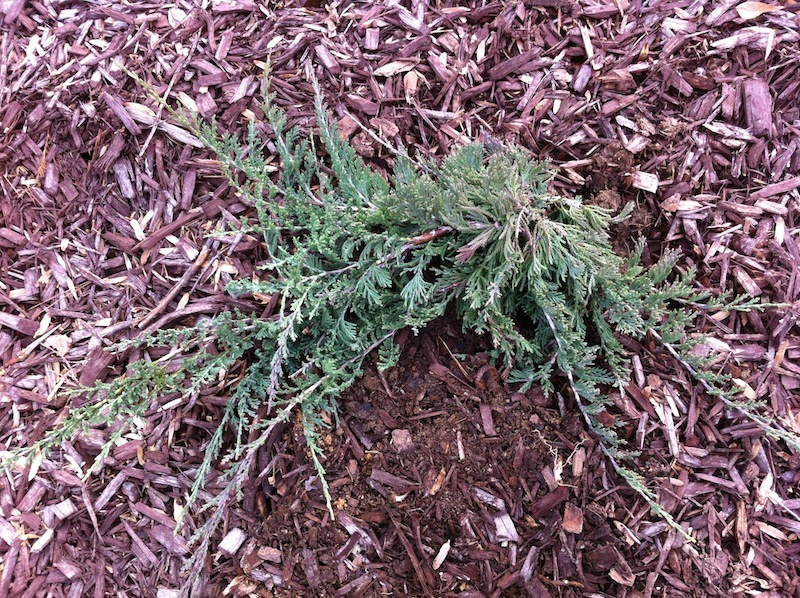 Planted Japanese Yew, Blue Rug Juniper, Blue Star Juniper Growing In