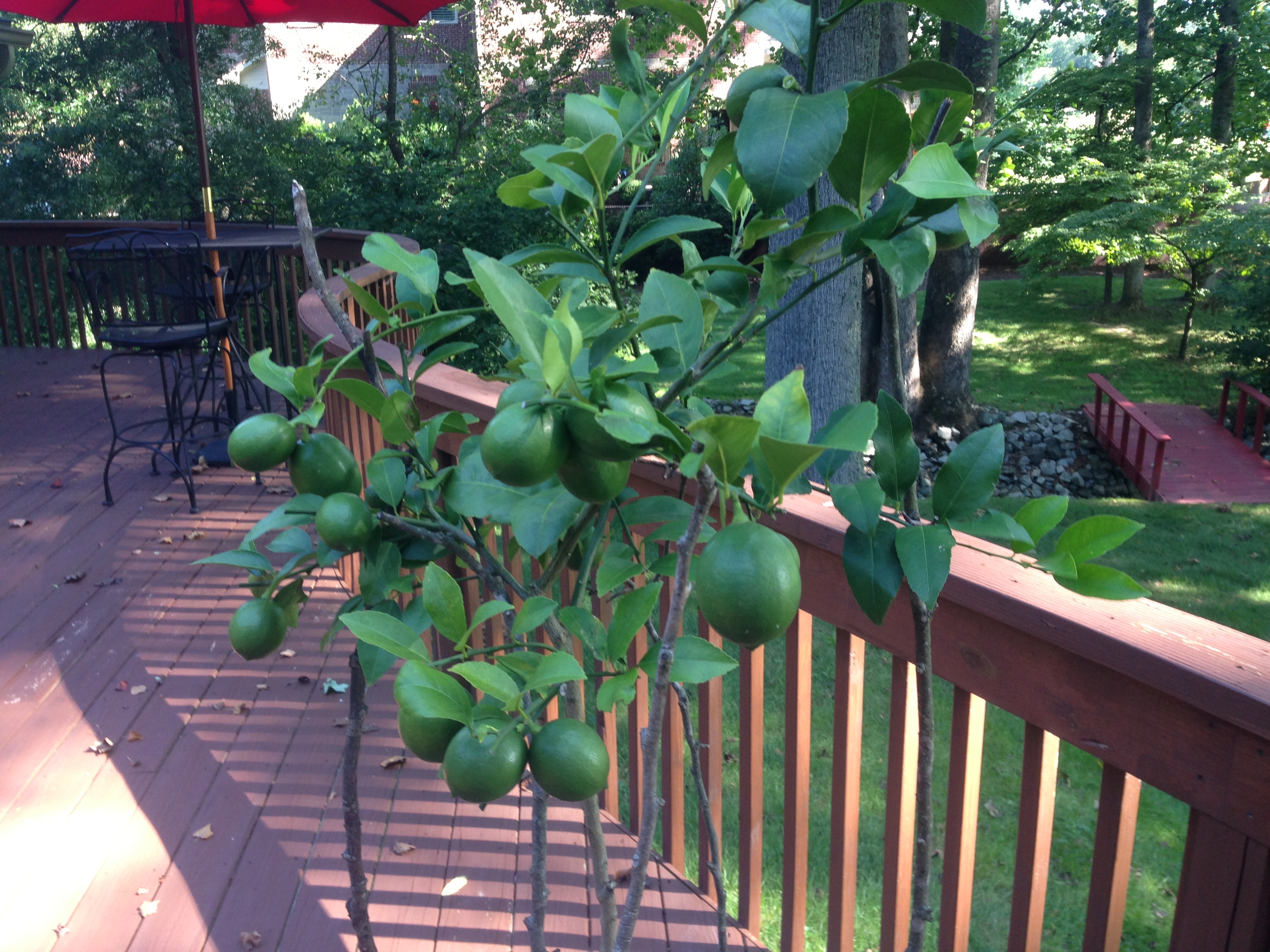 20 Lemons on the Meyer Lemon Tree - Growing In My ...