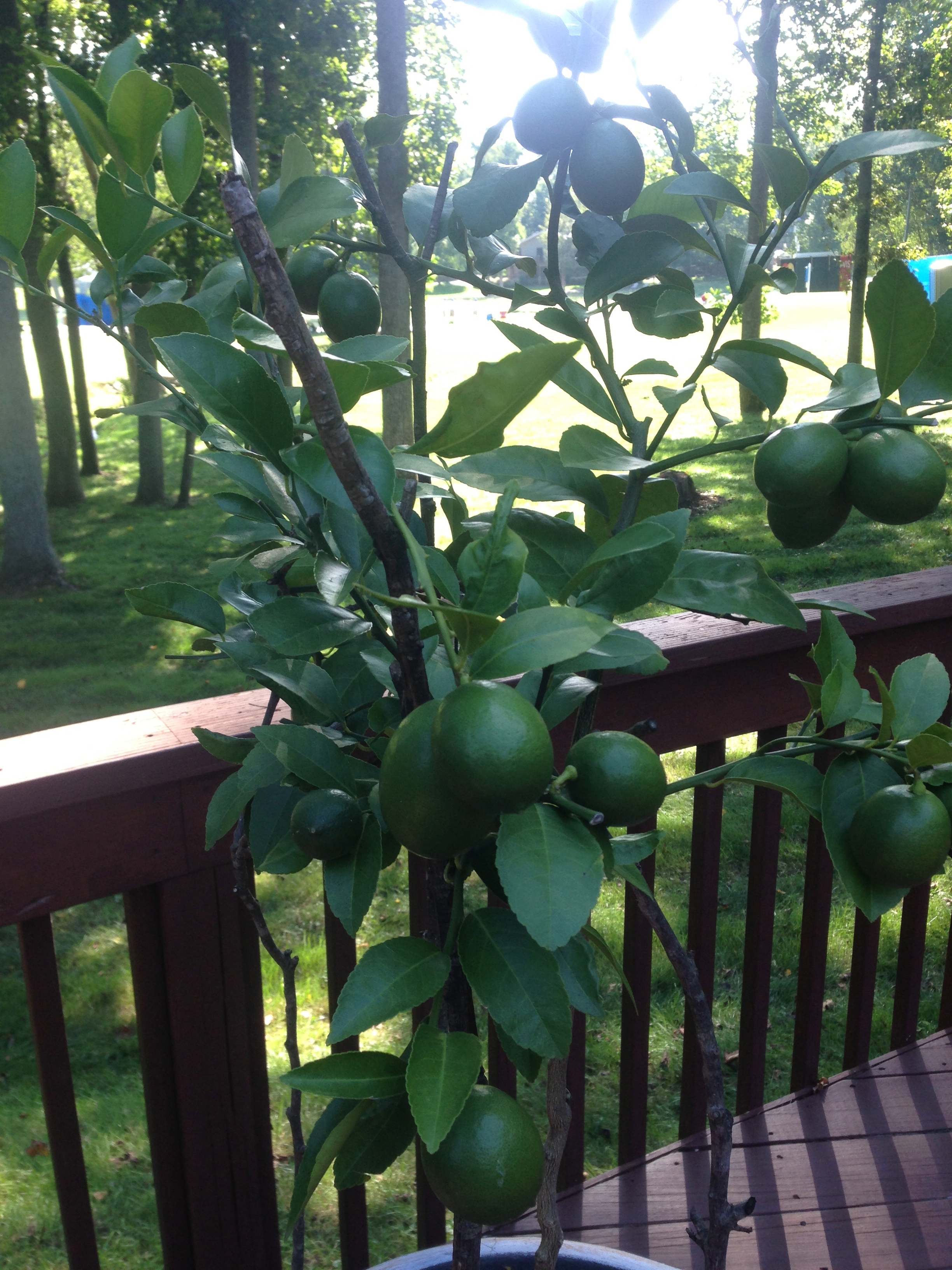 20 Lemons on the Meyer Lemon Tree Growing In My GardenGrowing In My Garden