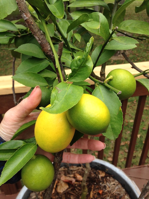Meyer Lemon Tree - 8 Month Update