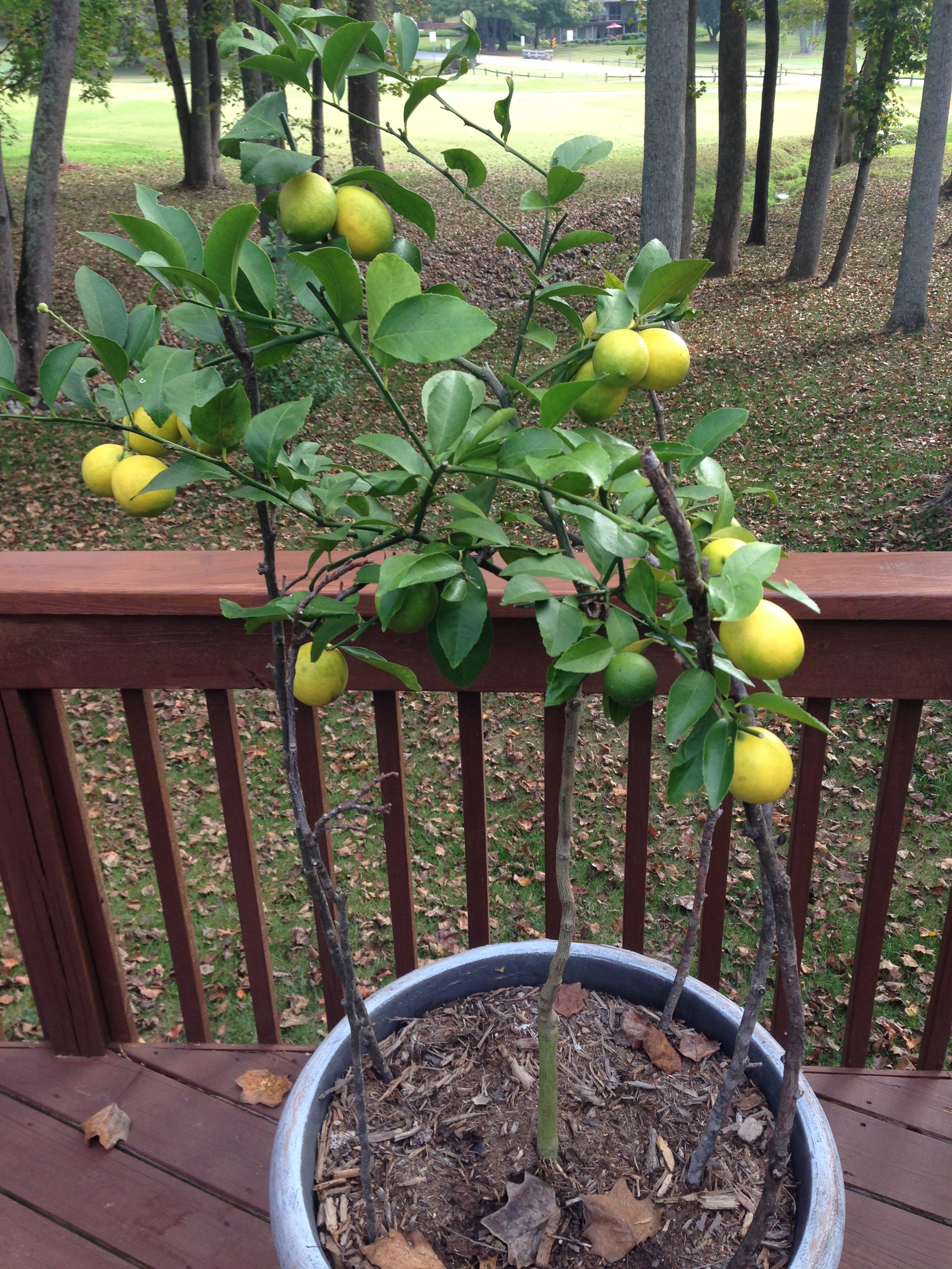 Meyer Lemons 8 Months from Flower to Fruit Growing In My GardenGrowing In My Garden