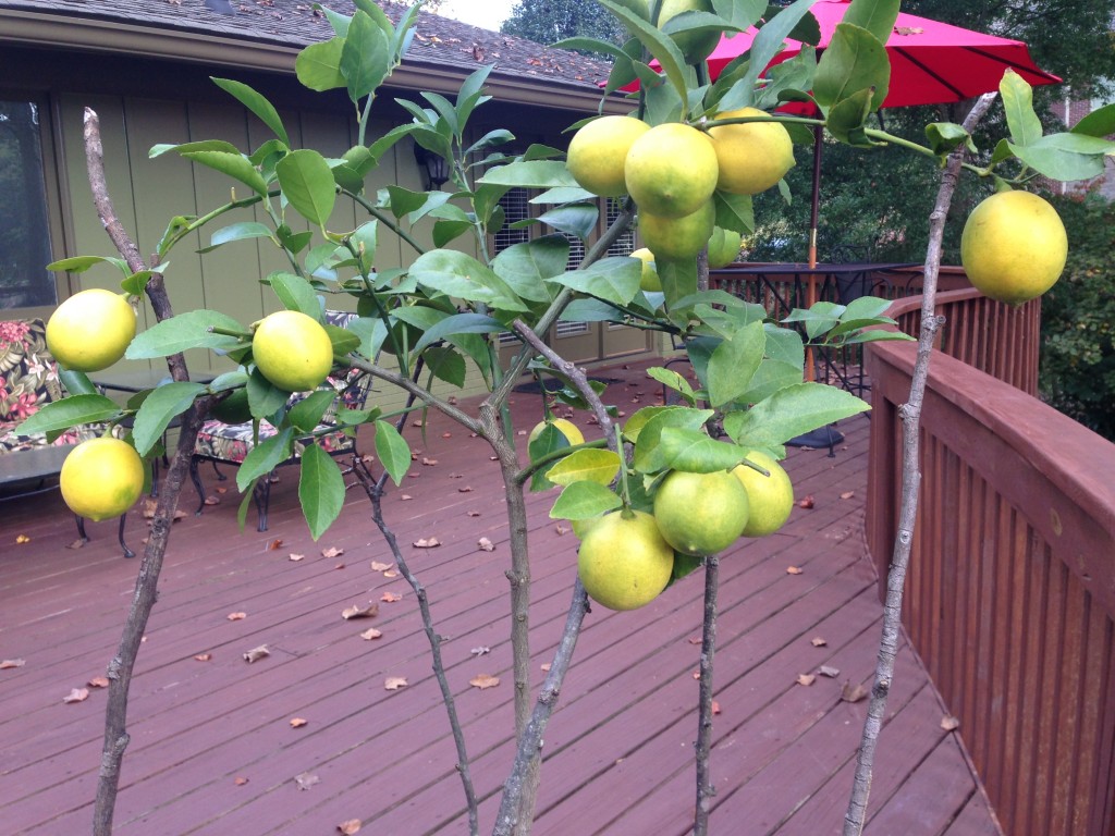 Meyer Lemons 8 Months from Flower to Fruit Growing In My