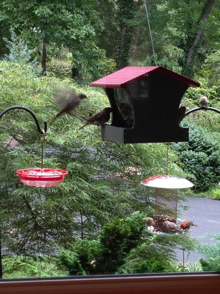 Bird Feeders - My Most Recent Obsession