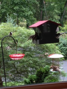 How to Keep Squirrels out of Your Birdfeeders