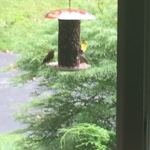 How to Keep Squirrels out of Your Birdfeeders
